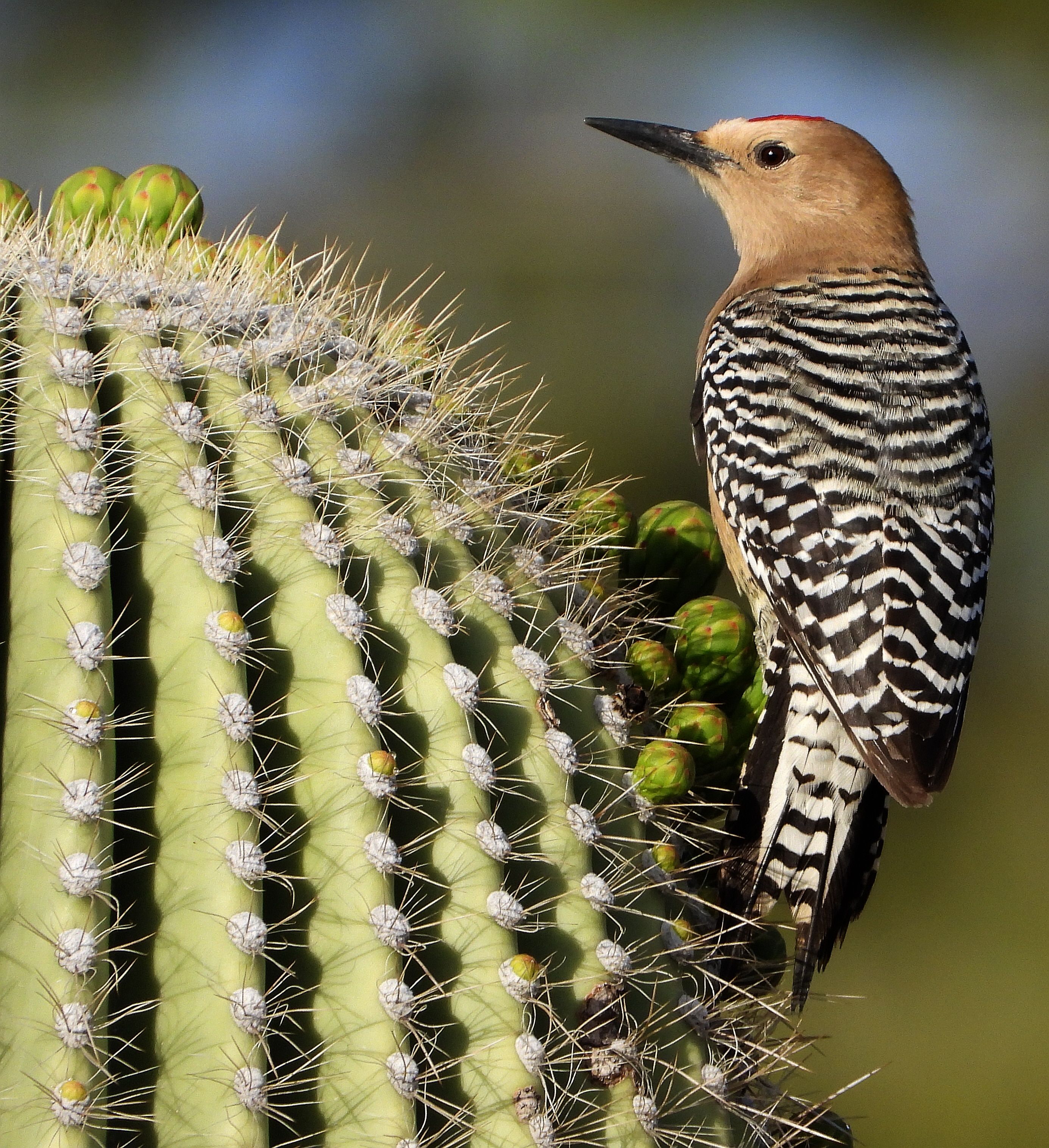 Discover Arizona's Native Birds: A Guide to Local Species