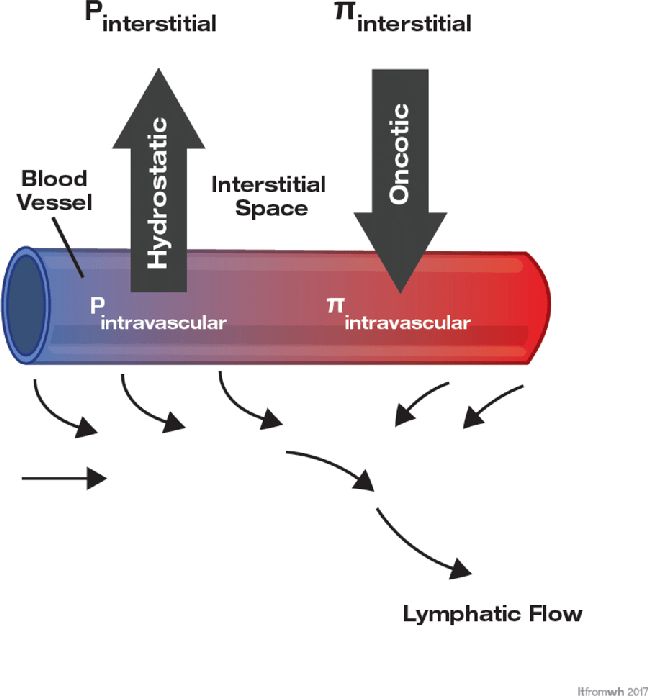 What is Oncotic Pressure of Plasma?  
Understanding Plasma Oncotic Pressure Basics  
Key Role of Oncotic Pressure in Plasma  
Plasma Oncotic Pressure Explained Simply  
How Oncotic Pressure Affects Plasma Function  
Oncotic Pressure: Plasma’s Hidden Force  
Essential Guide to Plasma Oncotic Pressure