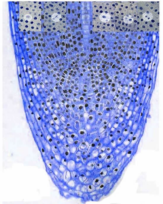 Onion Root Mitosis: A Visual Guide to Cell Division