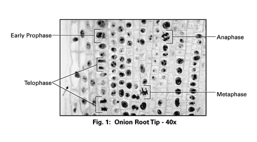 Onion Root Tip Mitosis Lab Cell Division Stages Onion Root Tip Mitosis Lab Cell Division Stages