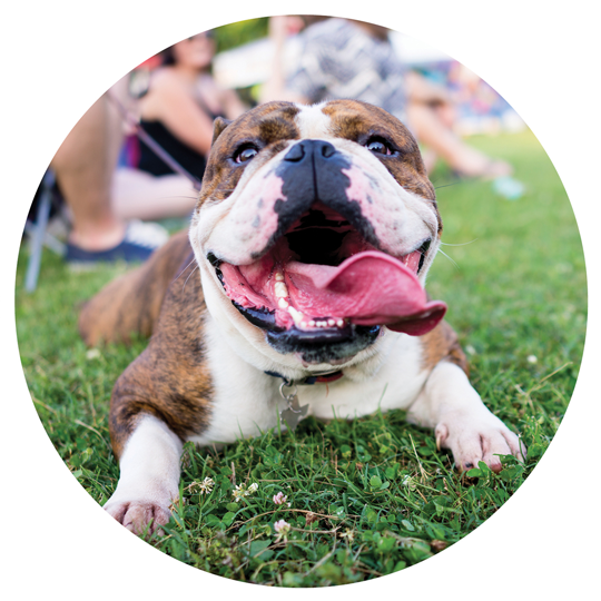 Top Pet-Friendly Hotels in Nacogdoches: Your Ultimate Guide