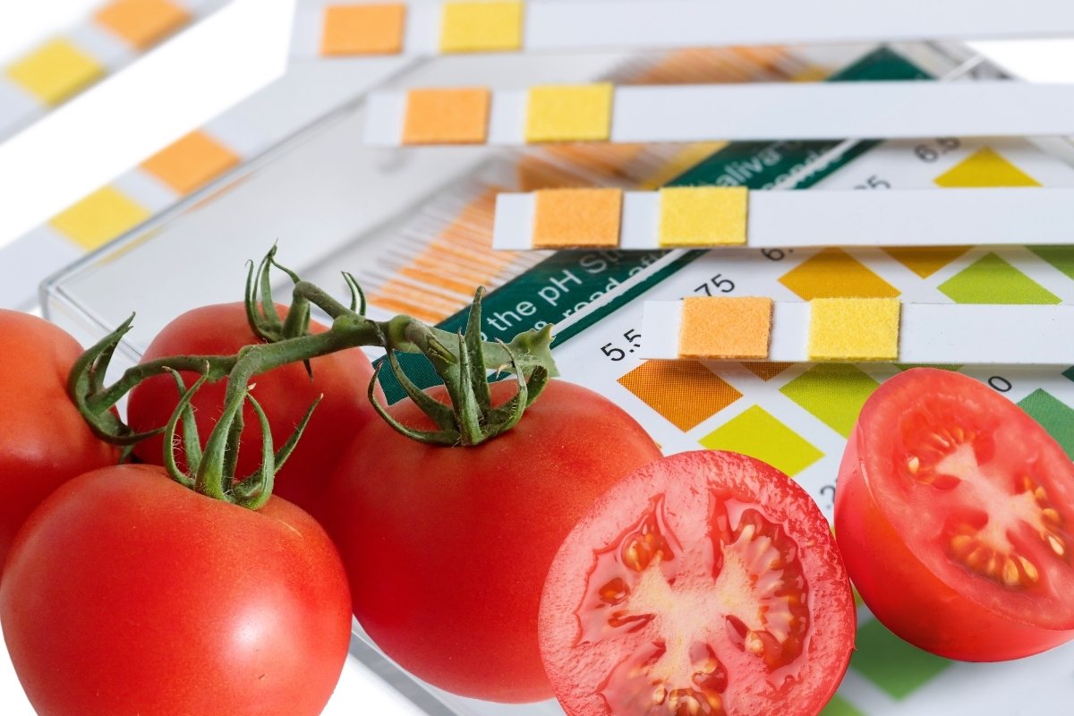 Optimal pH for Growing Juicy Tomatoes: A Guide