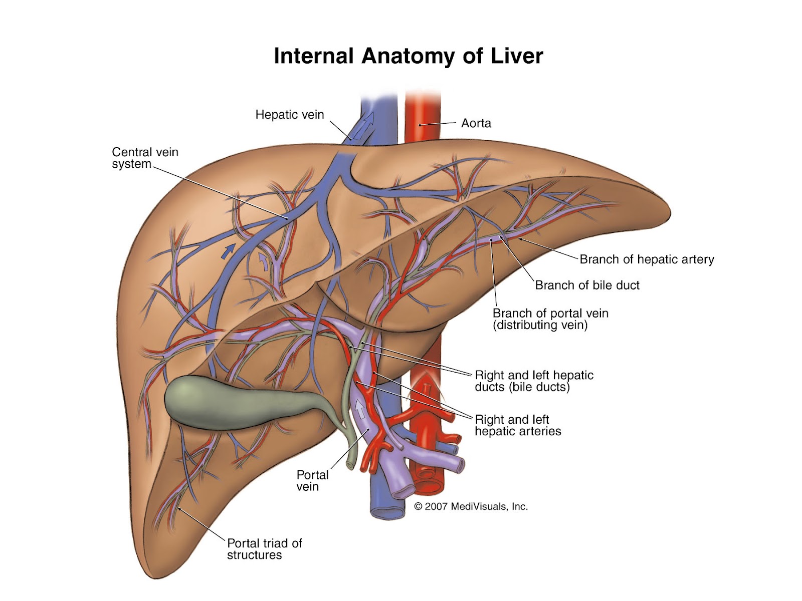 Exploring the Human Body: Detailed Organ Photos