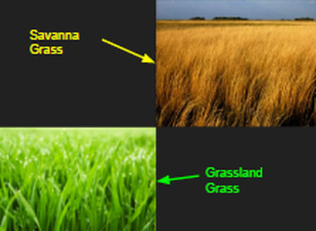 Grassland Plant Adaptations: Survival Strategies Explained