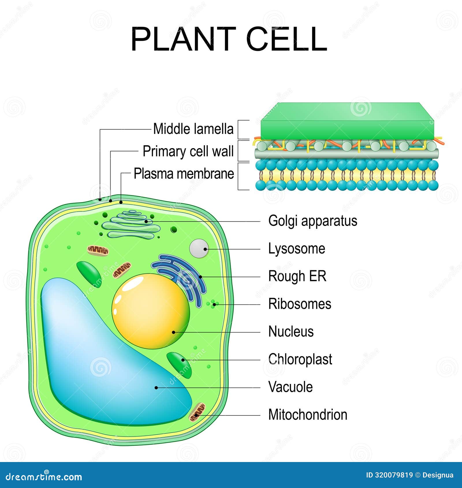 Plant Cell Structure And Anatomy Close Up Of Layers Of A Cell Wall Plant Cell Structure And Anatomy Close Up Of Layers Of A Cell Wall