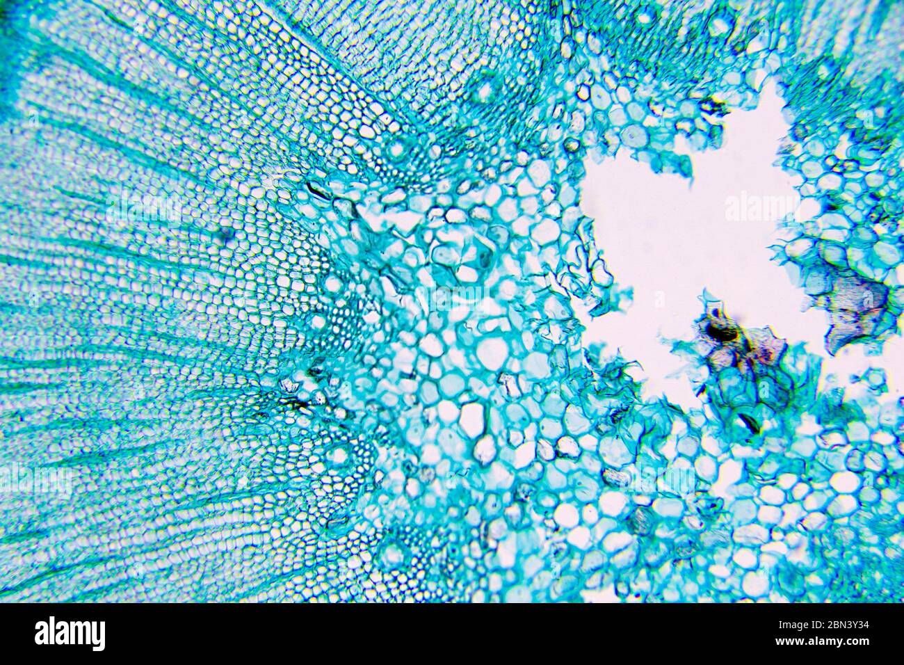 Plant Cells Microscope Plant Cells Microscope