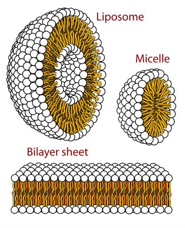 Polymer Of Lipids Definition Examples Study Com Polymer Of Lipids Definition Examples Study Com
