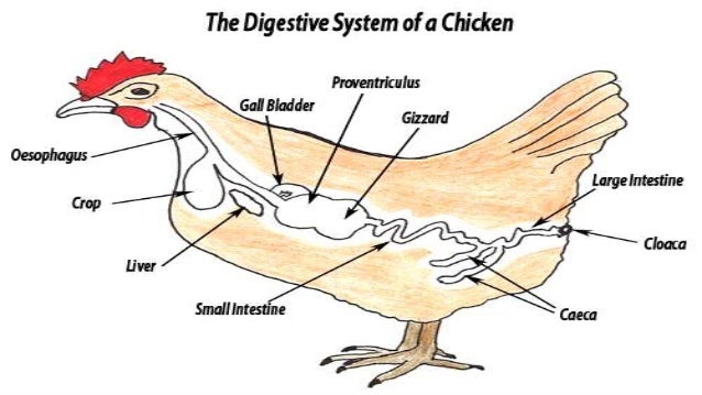Poultry Digestive System: A Simple Guide for Farmers