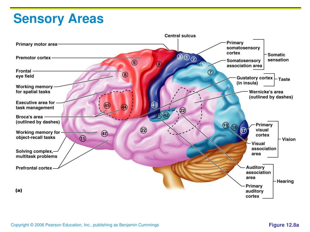 Ppt Brain Short Version Powerpoint Presentation Id 2263737 Ppt Brain Short Version Powerpoint Presentation Id 2263737