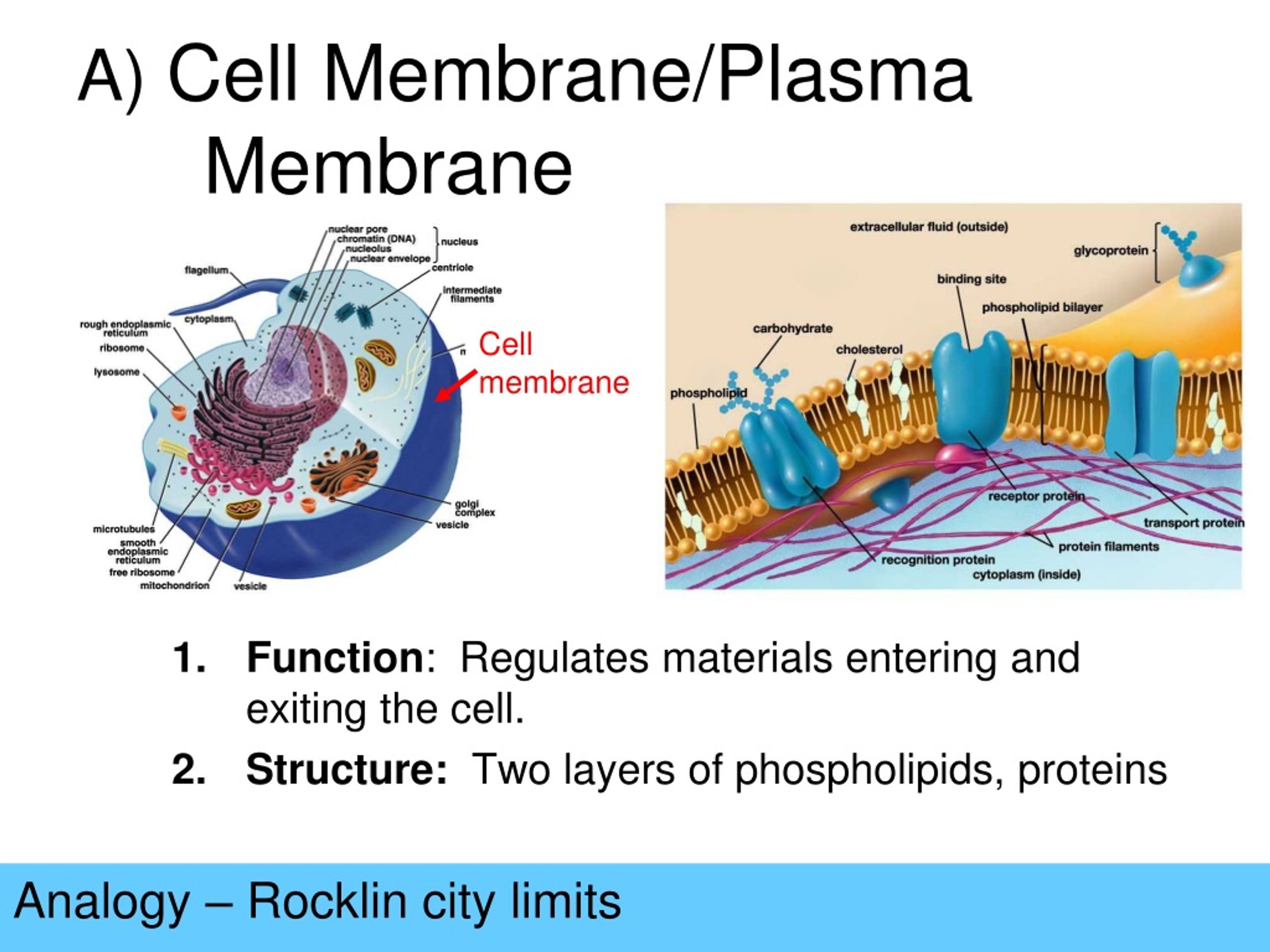 Ppt Cell Organelles Analogy Powerpoint Presentation Free Download Ppt Cell Organelles Analogy Powerpoint Presentation Free Download