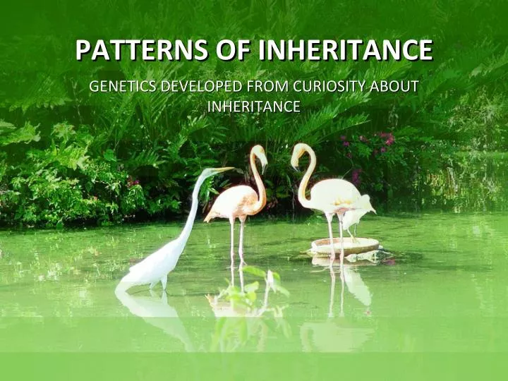Ppt Patterns Of Inheritance Powerpoint Presentation Free Download Ppt Patterns Of Inheritance Powerpoint Presentation Free Download