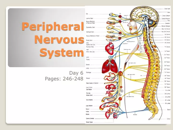 Ppt The Peripheral Nervous System Powerpoint Presentation Free Ppt The Peripheral Nervous System Powerpoint Presentation Free