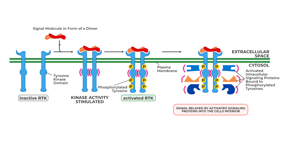 Ptp1b Dependent Regulation Of Receptor Tyrosine Kinase Signaling By The Ptp1b Dependent Regulation Of Receptor Tyrosine Kinase Signaling By The