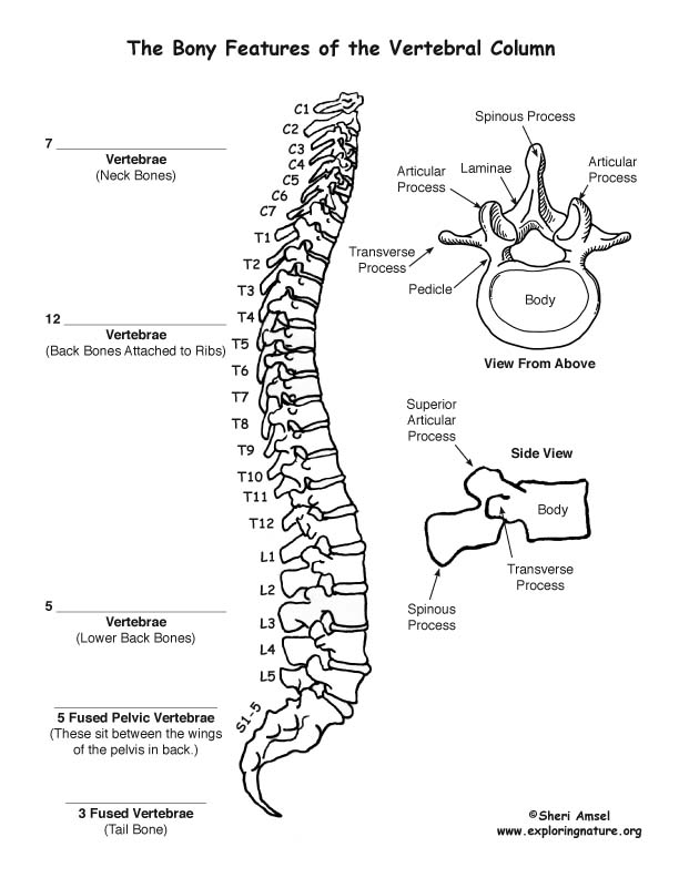 Test Your Knowledge: Vertebral Column Quiz