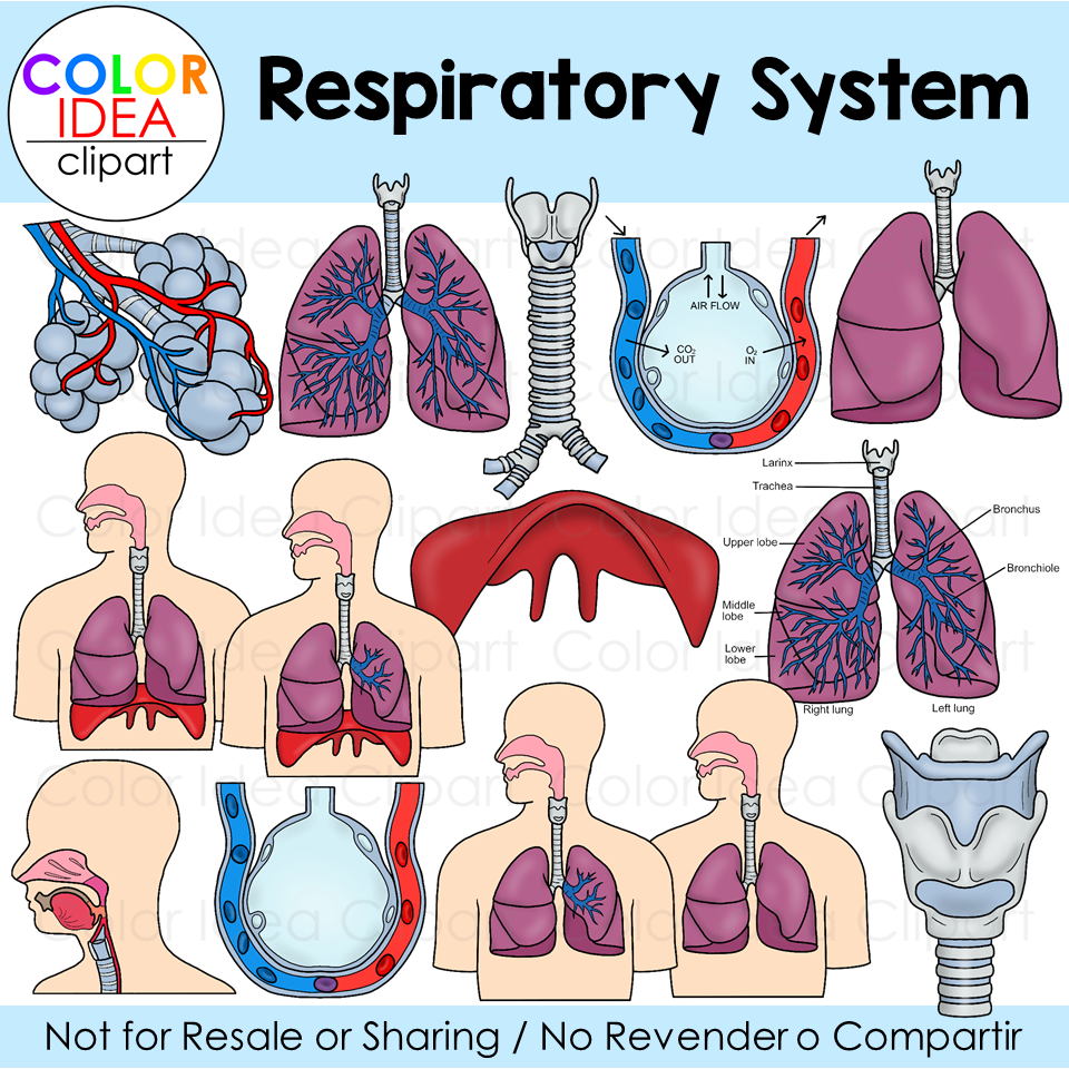 Unveiling the Respiratory System of Shipworms: How They Breathe