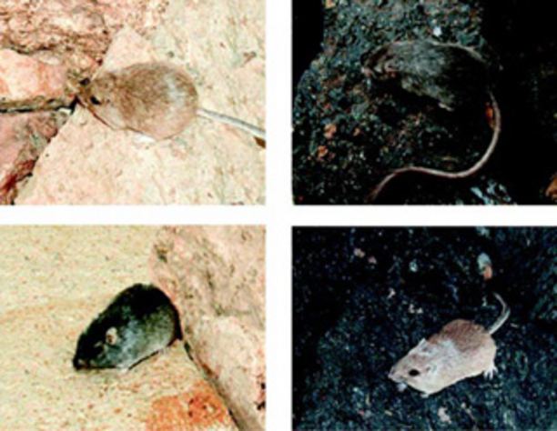 Rock Pocket Mouse: Survival Secrets Unveiled