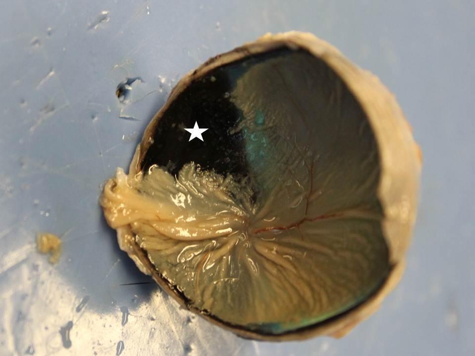 Sheep Eye Dissection Lab Anatomy Guide Sheep Eye Dissection Lab Anatomy Guide