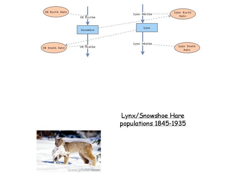 Solved Predator Prey Graph For Snowshoe Hare And Canadian Lynx A Solved Predator Prey Graph For Snowshoe Hare And Canadian Lynx A