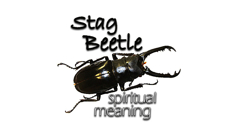 Spiritual Meaning Of A Stag Nature S Majestic Guide Spiritual Meaning Of A Stag Nature S Majestic Guide