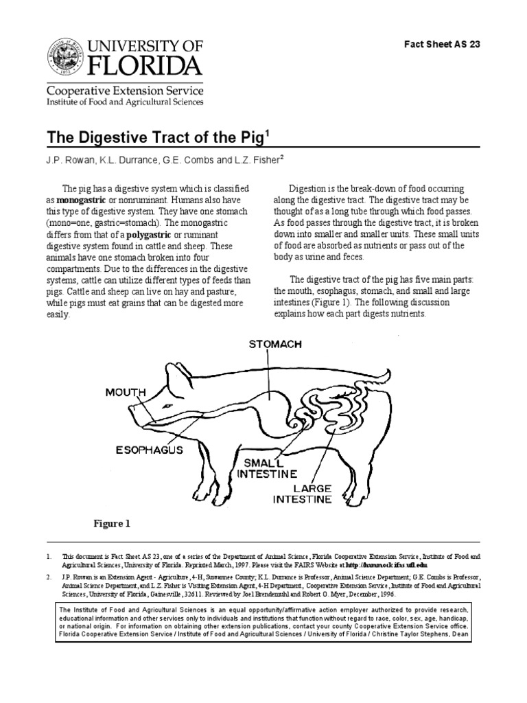 Unveiling the Swine Digestive System: Key Insights