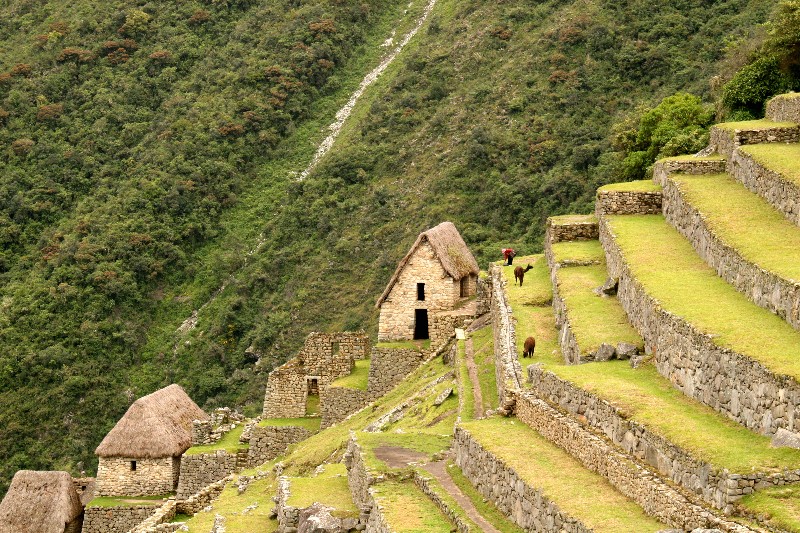 Inca Terraced Farming: Ancient Innovation for Modern Agriculture