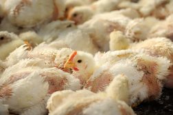 True Breeding in Biology: Simple Definition Explained