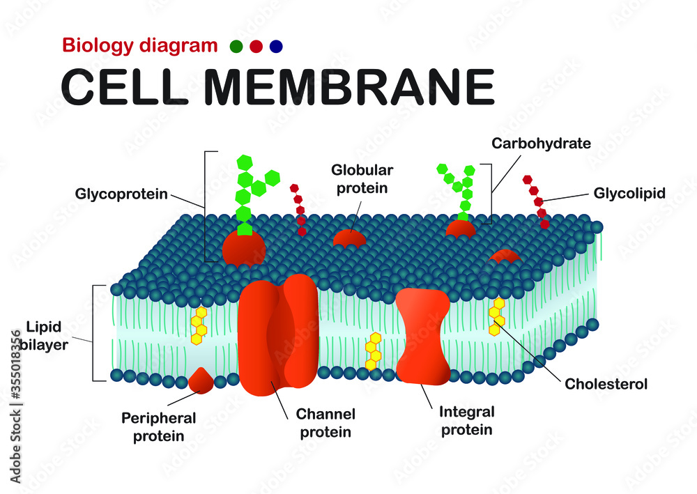 Two Essential Functions of Plasma Membrane Explained  
How Plasma Membrane Works: Key Functions Revealed  
Plasma Membrane’s Dual Role in Cell Function  
Unlocking Plasma Membrane’s Two Vital Functions  
What Are the Two Main Functions of Plasma Membrane?