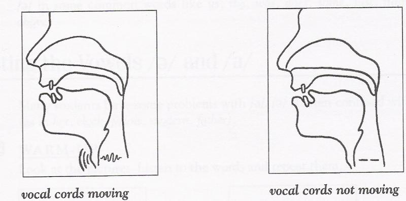 Voiced And Voiceless Sounds How To Identify The Voiced And Voiceless Voiced And Voiceless Sounds How To Identify The Voiced And Voiceless