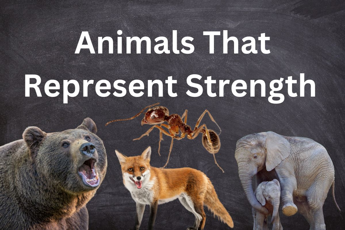 What Do Animals Symbolize in Culture and Mythology?