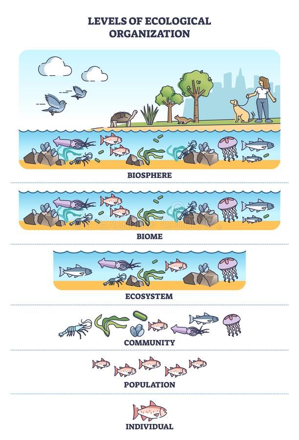 What Is Ecological Hierarchy Levels Of Ecological Organization Kvs What Is Ecological Hierarchy Levels Of Ecological Organization Kvs