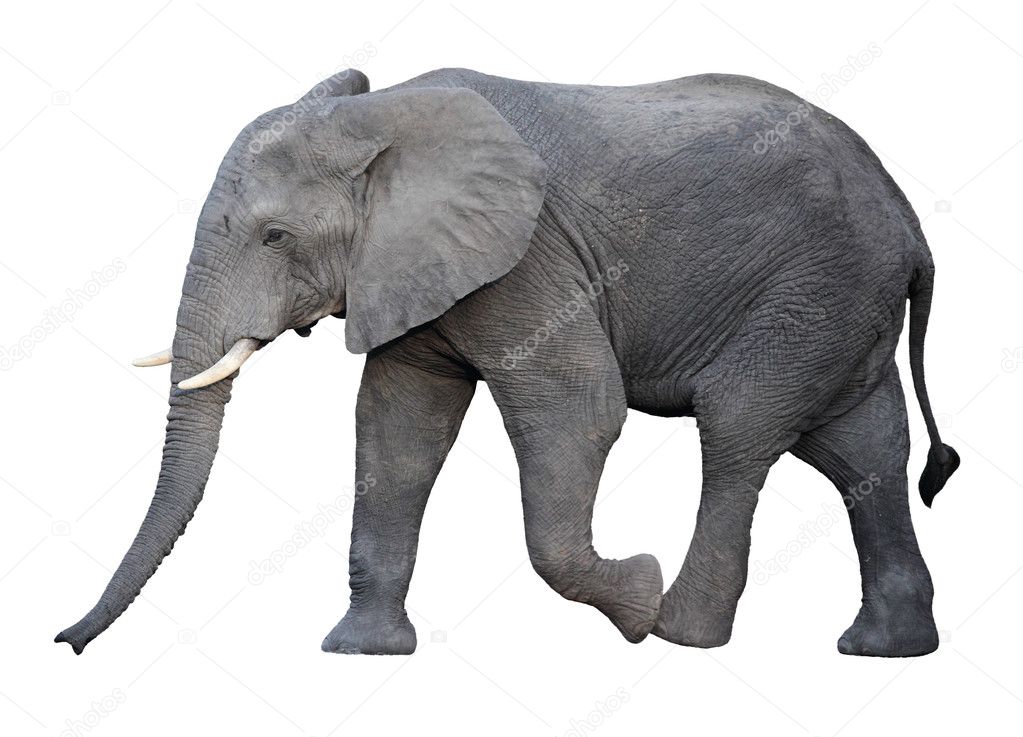 White Elephant Stock Price: Trends & Analysis