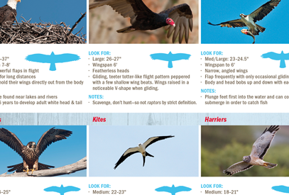 Winter Raptors A Seasonal Guide To Spotting Birds Of Prey Winter Raptors A Seasonal Guide To Spotting Birds Of Prey